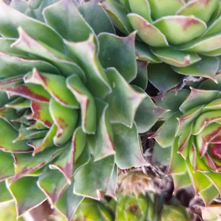 Apartament Korunić *