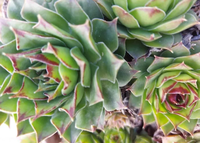 Apartament Korunić *